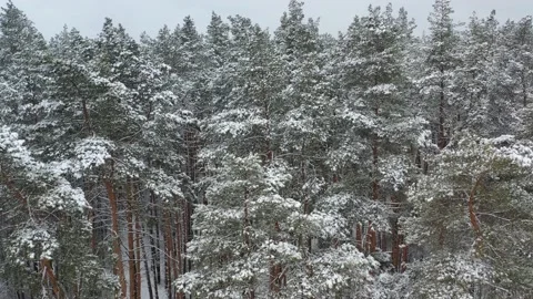 Drone flight over snowy forest 動画素材 169084984