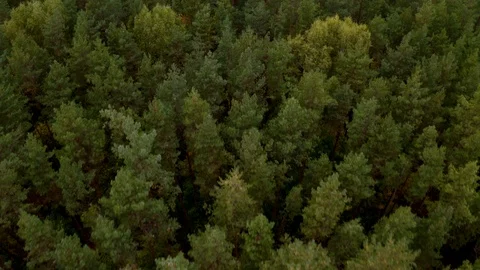 Drone flight over spruce turning into a mixed autumn colorful forest Stock Footage 116855871