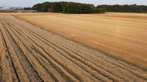 Drone flight over a stubble field towards a forest in Bornheim. Stock Footage 157787707