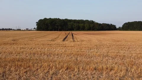 Drone flight over a stubble field with flight over a small forest. Stock Footage 157787788