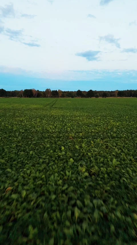 Drone flight over sugar beet field at dusk Stock-Footage 343900664
