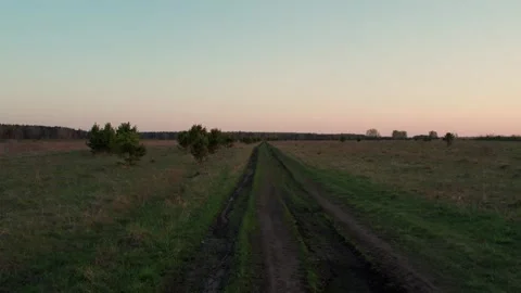 Drone Flight Over Summer Field and Forest at Sunset Видео 334889295