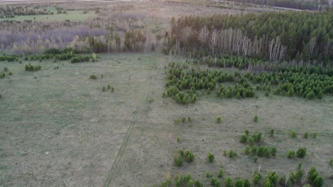 Drone Flight Over Summer Field and Forest at Sunset Видео 334889339