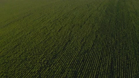 Drone flight over a sunflower field. Near the city Stock Footage 133983609