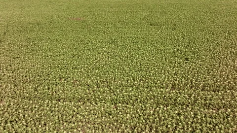 Drone flight over sunflower field Stock Footage 270155202