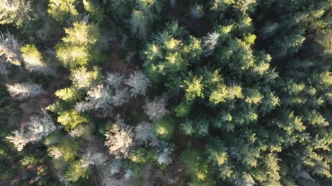 Drone Flight Over Sunlit Pine Forest in Jylland, Denmark Video stock 336477246