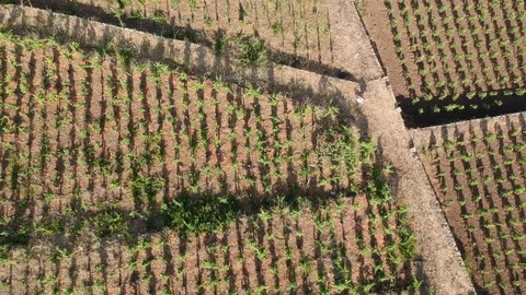 Drone flight over sunny vineyard Stock Footage 93094933