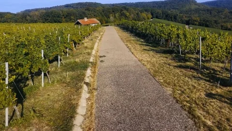 Drone Flight Over Sunny Vineyards Stock Footage 345143897