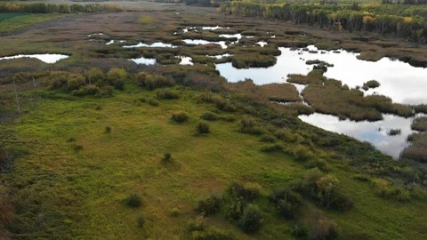 Drone flight over a swampy stream and beaver pond with fall colors. Stock Footage