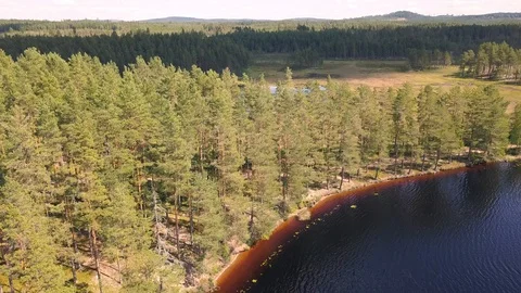 Drone flight over a Swedish forest Video stock 95250214