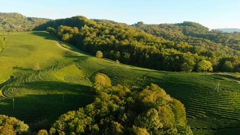 Drone flight over tea bushes in mountains. Aerial view of tea plantation terrace Stock Footage 121766888