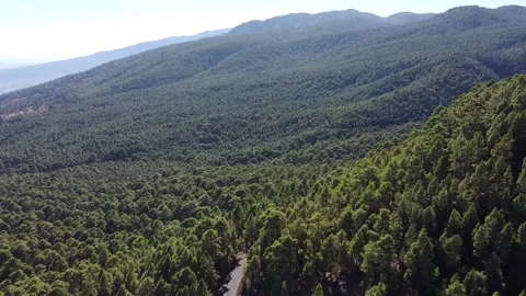 Drone Flight over Tenerife Pine Forest Vídeos de archivo 164212955