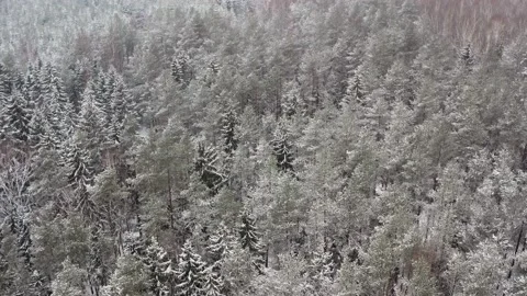 Drone flight over the tops of snow-covered trees in the forest. Stock Footage 147987830
