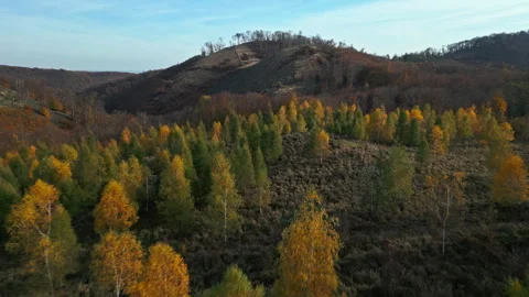 Drone flight over trees in autumn colors with hills in the background 스톡 동영상 317183860