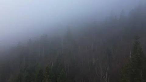 Drone flight over trees, dark mood and heavy fog. Stock-Footage 319826890