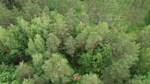 Drone flight over trees in a forest. Fallen birch trees Stock Footage 276725720