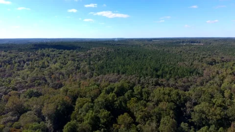 Drone Flight Over Trees-Forward Flight Stock Footage 140477291