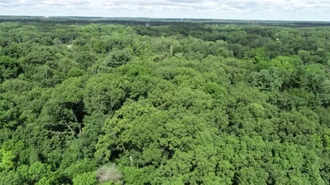 Drone flight over trees in a Park Vidéo 230180092