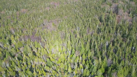 Drone Flight Over Treetops Stock Footage 253267435