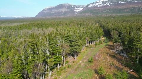 Drone Flight Over Treetops in Newfoundland Forest Stock Footage 253267807