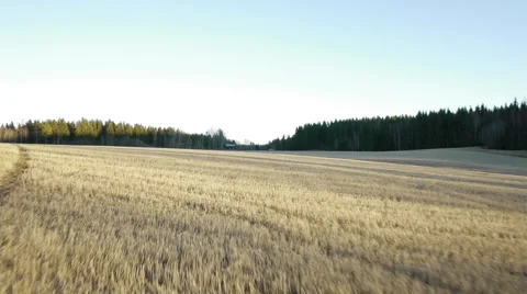 Drone flight over treshed grain field in sunset Stock Footage 44946755