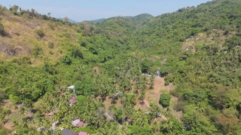 Drone flight over tropical palm trees and jungle forest Phuket Thailand Vídeos de archivo 332921289