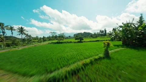 Drone Flight Over Tropical Rice Fields in Bali With Palm Trees Video stock 305804663