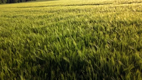 Drone flight over a vibrant green barley field in Germany. The quadcopter checks Stock Footage 340892646