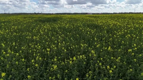 Drone flight over vibrant rapeseed fields showcasing agricultural practices.. Stock Footage 308713974