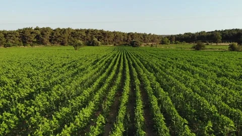 Drone flight over the vineyard Stock Footage 142558467