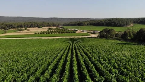 Drone flight over the vineyard Stock Footage 142558770