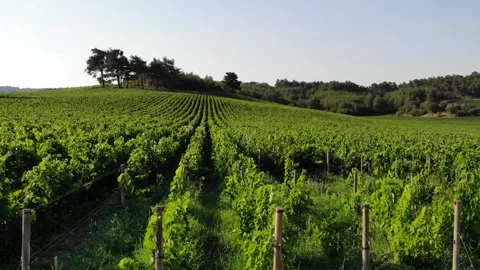 Drone flight over the vineyard Stock Footage 142559256