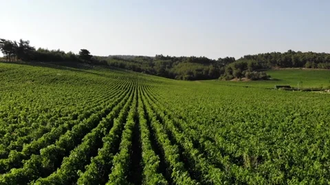 Drone flight over the vineyard Stock Footage 142559463