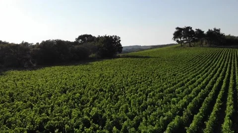 Drone flight over the vineyard Stock Footage 142559557