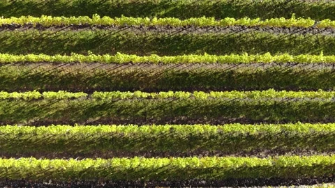 Drone flight over vineyard Stock Footage 234119143