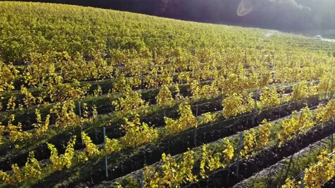 Drone flight over vineyard Stock Footage 234119161