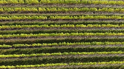 Drone flight over vineyard Stock Footage 234119162