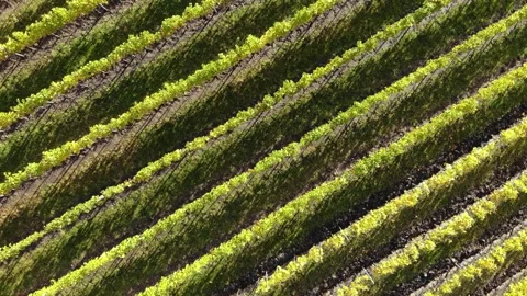 Drone flight over vineyard Stock Footage 234119178