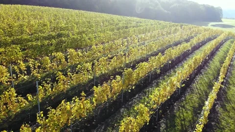Drone flight over vineyard Stock Footage 234119190
