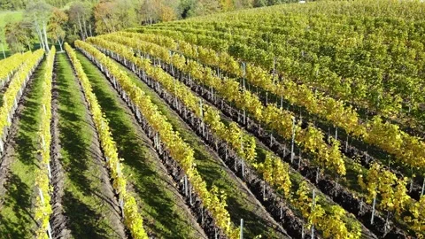 Drone flight over vineyard Stock Footage 234119198