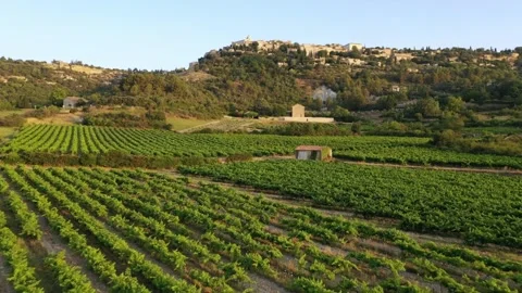 Drone flight over a vineyard in Provence at sunrise Stock Footage 255506226