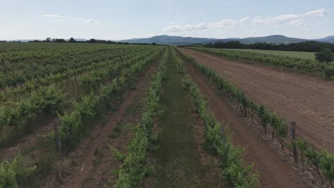 Drone Flight Over Vineyard Rows and Little Carpathians in Slovakia Stock Footage 341334097