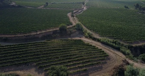 Drone flight over vineyards Stock-Footage 93390616