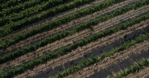 Drone flight over vineyards Stock-Footage 93390687