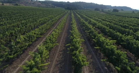 Drone flight over vineyards Stock-Footage 93390743