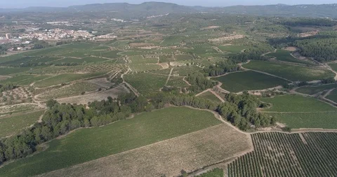 Drone flight over vineyards Stock-Footage 93390996