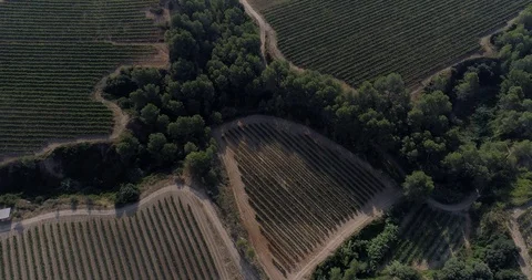 Drone flight over vineyards Stock-Footage 93391138