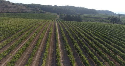 Drone flight over vineyards Stock Footage 93391193