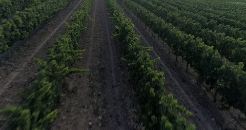 Drone flight over vineyards Stock Footage 93391453