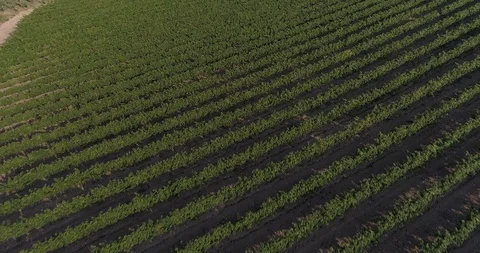 Drone flight over vineyards Stock-Footage 93391618